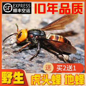 新鲜野生虎头蜂泡酒材料黄蜂胡蜂土峰大马蜂子酒活体冰冻200g包邮