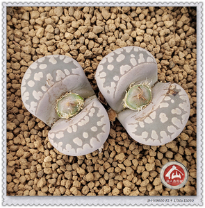 【仙人杏花村】大津绘 一物一拍 番杏植物 多肉 枝干 生石花 肉锥