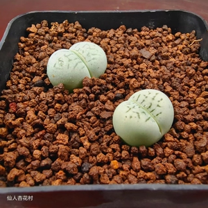 【仙人杏花村】 绿灵耀玉 一物一拍 植物 番杏 多肉 生石花 肉锥