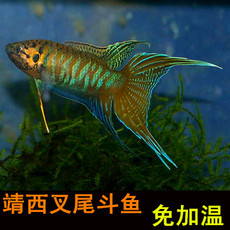 靖西斗鱼_靖西斗鱼