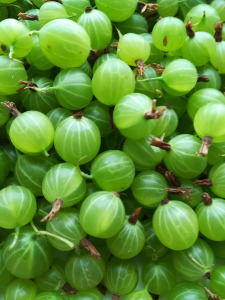 灯笼果醋栗新鲜东北果姑娘野生水果500g包邮