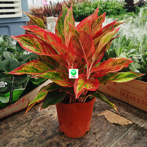 花叶福桐禄盆栽万年红盆栽绿植金钱兜圆叶福禄桐盆栽绿植花卉包邮