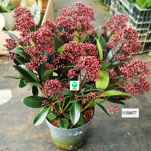 年宵花卉耐寒紫玉珊瑚盆栽多年生木本花卉植物易养带花苞发货包邮