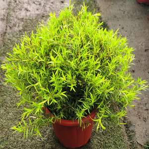 包邮花镜植物 黄金香柳盆栽绿植花园阳台多年生四季常青 吉利园艺