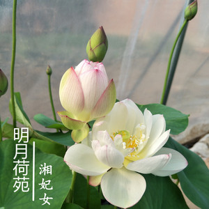 【湘妃女】种藕小微型碗莲盆栽阳台多年生水生花卉新手入门