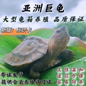 可挑选亚洲巨型龟亚巨乌龟苗亚巨种龟素食龟吃菜龟半水龟养龟招财