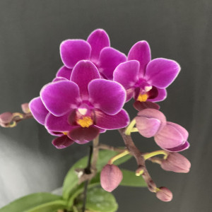 紫公主蝴蝶兰bb仔