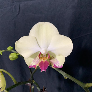 变异青苹果蝴蝶兰