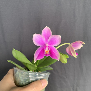 香奈儿蝴蝶兰香味蝴蝶兰花卉植物室内花客厅观赏植物好养盆栽