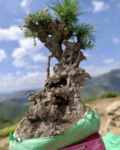 山松舍利矮霸老桩盆景四季常青黑松五针松造型盆栽庭院阳台摆放