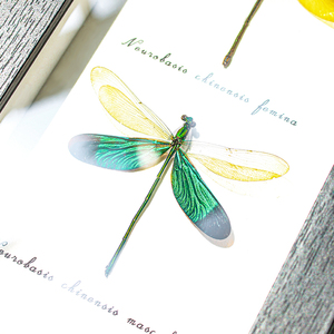 蜻蜓标本色蟌昆虫摆件动物真虫挂画手工送男女友创意高颜值礼物