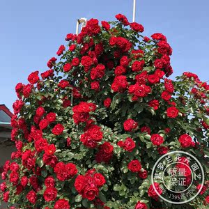 红色爬藤蔷薇花苗鲁硕红藤本月季花苗抗病力强多季花适合全国栽种
