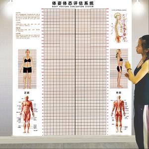 体态评估表墙贴健身房体测网格纸瑜伽馆私教姿势体位背景墙体姿图
