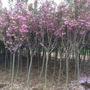 樱花树苗晚樱南方北方种植盆栽地栽四季种植花卉开花庭院花木树苗