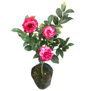 花鹤翎茶花