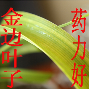 海葱虎眼万年青胶囊旱三奇干球干叶子煲汤泡茶食用保健茶去结消散