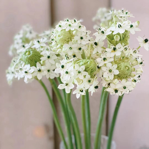 稀有高端花材 夏日清新淡雅天鹅绒鲜花 伯利恒之星鲜花 花瓶插花