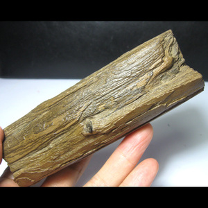 天然木化石