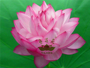 水生花卉南京艺莲苑大型荷花【宜良千瓣】种藕 粉色 重瓣