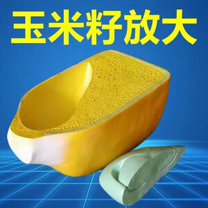 玉米籽粒双子叶单子叶植物茎叶子构造植物细胞可拆卸芽荠菜胚发育