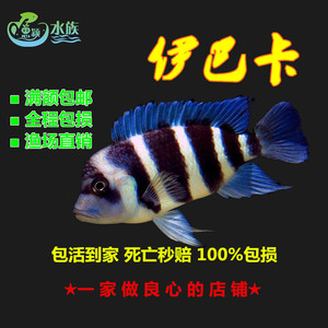 三湖慈鲷坦鲷布隆迪六间野生萨伊蓝伊巴卡六间人工萨伊热带鱼活体