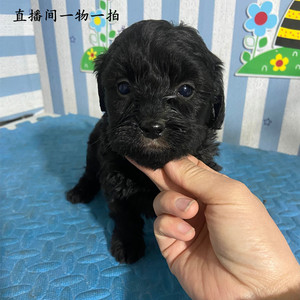 小体泰迪混血活体黑泰迪串串小型犬幼犬直播一物一拍