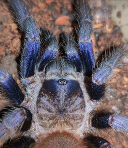 巴西巨人金毛蜘蛛