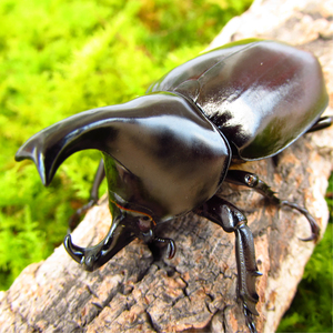 【牧野虫社_红河姬兜】中国经典美虫独角仙科普宠物昆虫好养