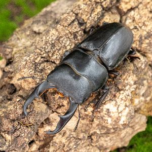 【牧野虫社-毛角大锹甲】牙形多变好生好养寿命长