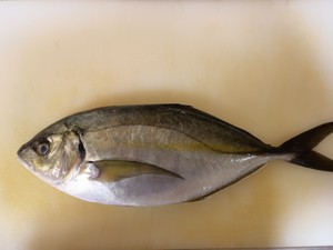 日本冰鲜天然池鱼王大竹荚鱼1斤价3-5斤条 缟鰺刺身整条卖刺身鱼