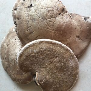 野生白灵芝 野生白边 白灵芝 桦剥管孔菌 玉芝 可切片 500克