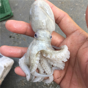 野生海捕生八爪鱼长腿小章鱼腿须海鲜八带鱼寿司500g网红爆头包邮