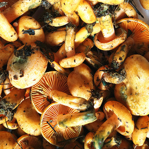 重庆现采发货野生新鲜乌枞菌香菇枞树菌食用菇重阳菌寒菌松菌500g