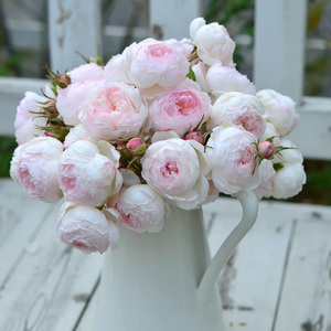 惠惠的花园河本系列小抒情曲月季花苗可藤可灌花卉多季开庭院地栽