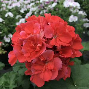 直立天竺葵花苗重瓣