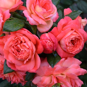 惠惠的花园灌木月季红心皇后鲑鱼橙色多季节开花阳台庭院盆栽花卉