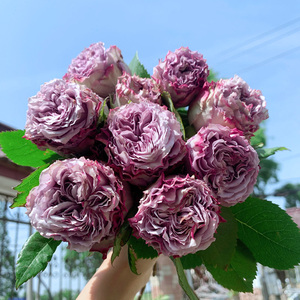 惠惠的花园 多姿桃/多洛塔 大花灌木月季四季开花阳台庭院花卉苗