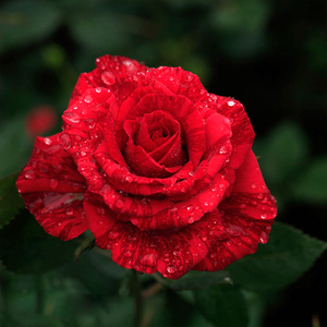 惠惠的花园灌木月季 红色直觉 条纹系花苗大花四季开庭院花园盆栽