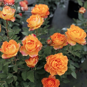 惠惠的花园欧月浪漫太阳神丰花多季开花盆栽阳台绿植月季玫瑰花