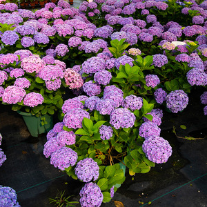 花手鞠绣球盆栽室外庭院植物多季开花大花阳台盆栽花园绣球丰花