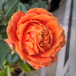 【天然月季园】喀麦隆月季花苗 多花微型月季玫瑰花苗绿植玫瑰