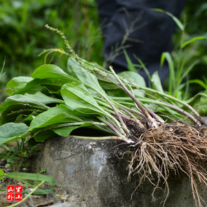 车前草泰顺方言(蛤蟆伊)泰顺特产一店 凉茶下火王野生草药25g