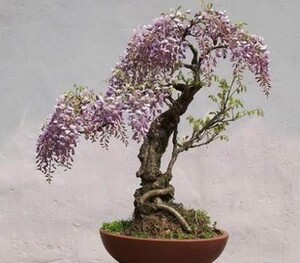 七星潭国珍淘宝伏牛山黄栌老桩木疙瘩盆景树桩花苗舍利黄栌手串杜鹃