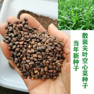 优质散装飞机牌尖叶空心菜大叶空心菜种子春夏季通心有机蔬菜种子
