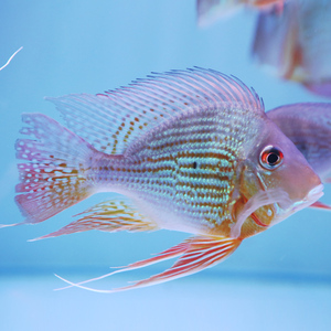 《鱼门旺族》台湾元宝凤凰高端配鱼龙鱼魟鱼好伙伴观赏鱼