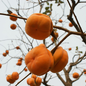 燕山特产北京房山大柿子盆柿磨盘柿子软柿子东北冻柿子五斤装顺丰