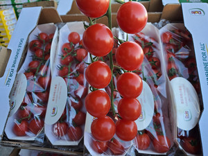 新鲜水果都乐红串柿子应季番茄即食整箱10串4斤装串收小柿子