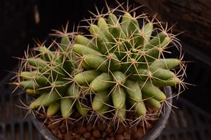 海王星 大疣金星 仙人掌多肉植物一物一拍 妞妞的小花圃