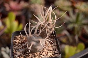 长刺纸刺武藏野 仙人掌团扇多肉植物一物一拍 妞妞的小花圃