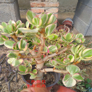 三色花月精控老桩多肉植物新花月锦 红边玉树姬花月三色花月大棚